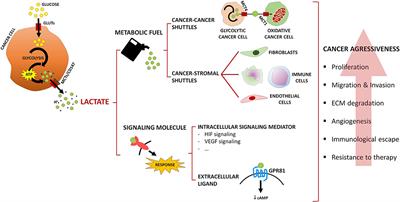 Lactate Beyond a Waste Metabolite: Metabolic Affairs and Signaling in Malignancy